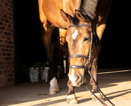 Dark brown double noseband comfort bridle 